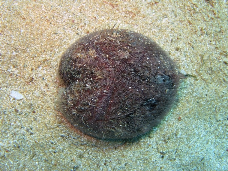 Spatangus purpureus (O.F. Müller, 1776)